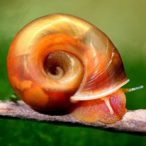 Ramshorn Snail