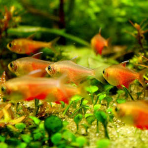 Products: Gold Flame Tetra