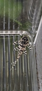 Hypancistrus Seideli