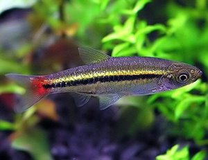 All Aquarium Fish: Black Line Rasbora