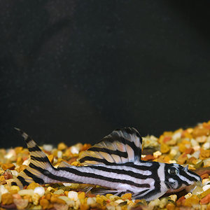 Zebra Pleco (L046)