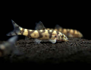 Loaches: Golden Zebra Loach