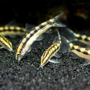 Dwarf Chain Loach