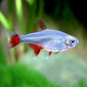 Glass Bloodfin Tetra