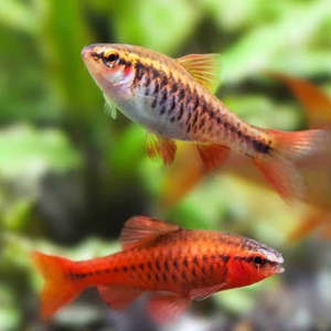 Barbs: Cherry Barb
