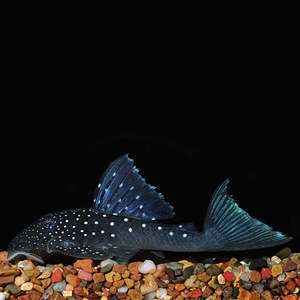 Blue Phantom Pleco (L128)