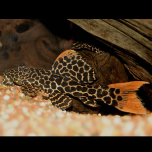 Leopard Cactus Pleco (L114)