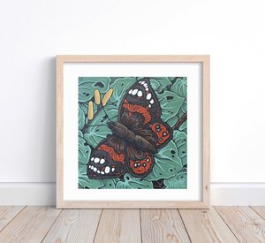 Kahukura, Red Admiral Butterfly - G.Parker