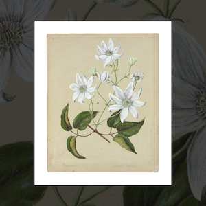 Floral Art Prints: 'Puawhananga (Clematis)' vintage floral art prints by Sarah Featon