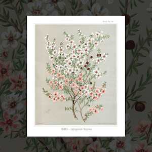 Floral Art Prints: 'Manuka' vintage floral art prints by Sarah Featon