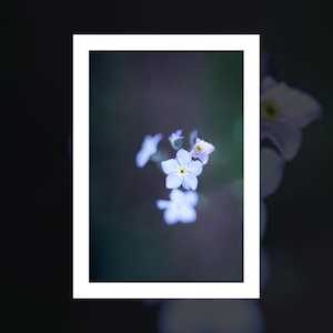 "Forget me nots" art print by Christopher Hansen
