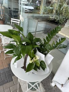 Products: EP01 GREEN PLANTS IN BASKET - Flavells Floral Boutique