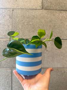 Products: The Sadie Pot- Small