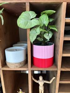 Products: The Izzy Pot - Small