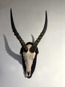 Products: Blesbok Full Skull Euro-mount - Florafauna