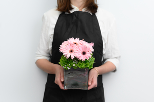 Gerbera Pot - Botany Downs Florist & East Auckland same day delivery flowers&hellip;