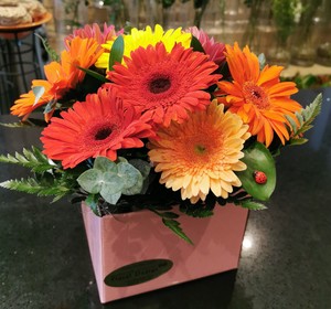 Anniversary: MIXED GEBERA ARRANGMENT IN BOX - Botany Downs Florist & East Auckland same day delivery flowers Howick Florist