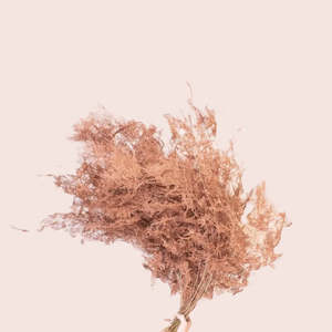 Small Bunch Flowers Auckland: Preserved Asparagus Fern