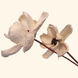 Dried Flowers: Handmade Flower Magnolia