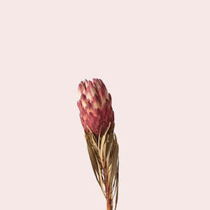 Dried Protea Venus