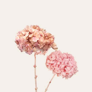 Dried Flowers: Preserved Hydrangea