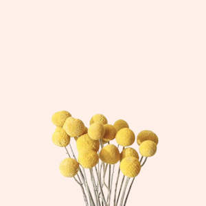 Dried Flowers: Dried Craspedia