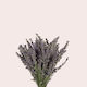 Dried Lavender