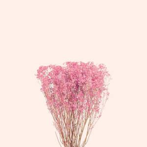 Dried Flowers: Preserved Baby's-Breath