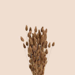 Dried Flowers: Dried Phalaris