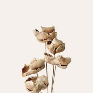Dried Flowers: Dried Palm Caps