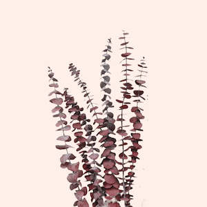 Dried Flowers: Preserved Eucalyptus B.