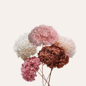 Preserved Hydrangea