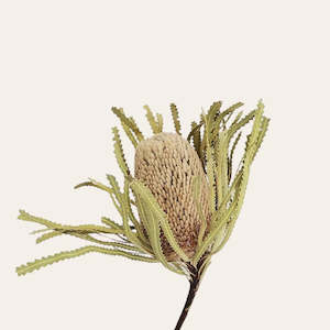 Dried Flowers: Dried Banksia Hookeriana