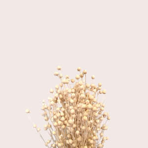 Preserved or Dried Linseed