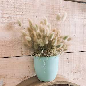 Small Bunch Flowers Auckland: Bunny Tails Pot