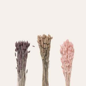 Small Bunch Flowers Auckland: Dried Bunny's Tails