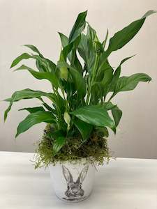 Plants 1: Indoor Plant.