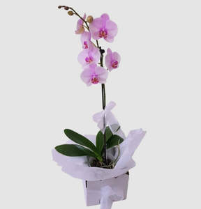 Grow with love. Potted phalaenopsis plant.