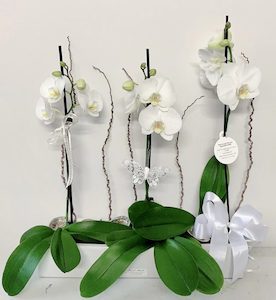 Triple Orchid