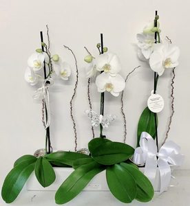 Birthday flowers –: Triple Orchid