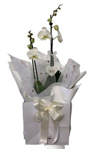 Card size: Double Orchid Plant