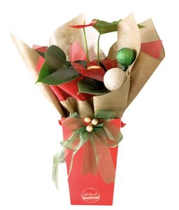 Card size: Anthurium Plant