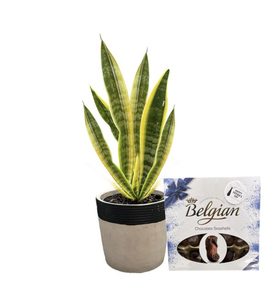 Candle: Plant & More