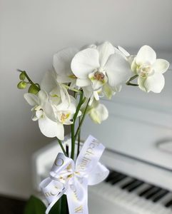 Candle: Orchid plant in vase