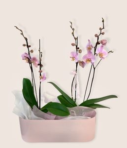 Candle: Luxury Love Boat