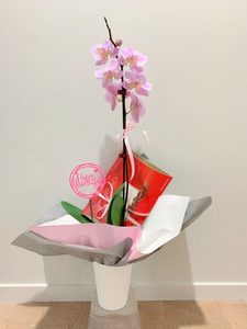 Products: Birthday Orchid plant