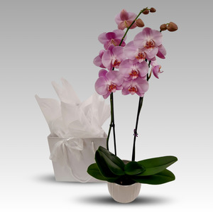 Pink Phalaenopsis Orchid