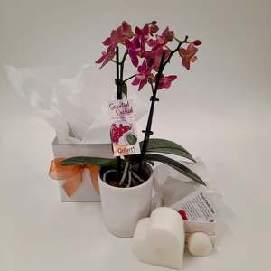 Mini Orchid & Candle Gift Set ~ Both Scented!