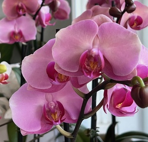 Love our Pink Orchids