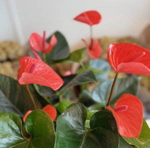 Products: Anthurium Red Orange